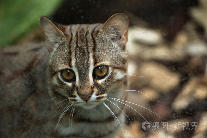 野生的锈色的斑点猫