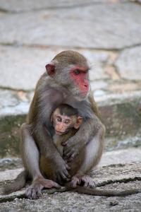 在泰国的家庭猴子