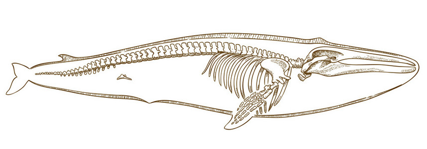 鲸鱼骨骼示意图图片
