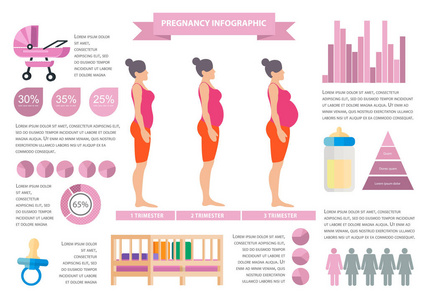 矢量图的怀孕女性剪影。怀孕的女人的身体的变化。怀孕阶段 三个月和出生 孕妇和婴儿。图表元素