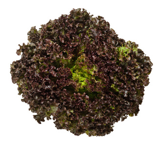 叶用莴苣从上面白色绿色的橡树叶生菜从上面白色叶用莴苣或头生菜红橡