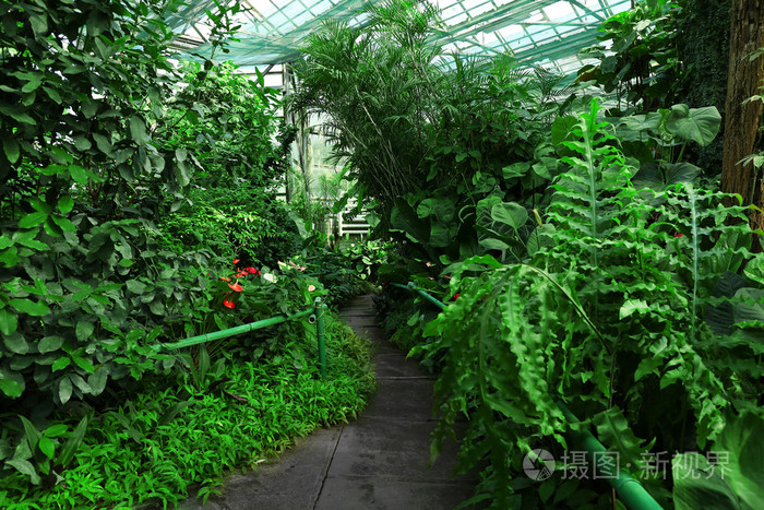 植物在温室花园照片 正版商用图片0d180w 摄图新视界