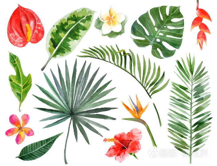 手绘水彩的热带植物