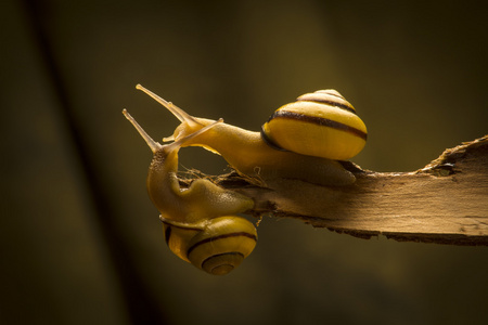 田螺两蜗牛的爱情与一个可爱的卡通蜗牛在米色背景的无缝装饰小可爱的