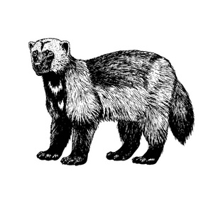 狼獾动物卡通插图圈养狼獾狼獾在手中的画笔与他脸上画着的小男孩狼獾