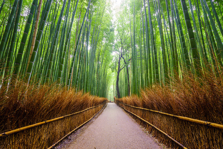 竹子林，岚山，京都，日本的路径