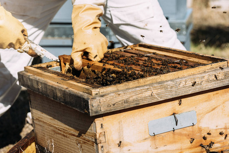 养蜂人工作收集蜂蜜