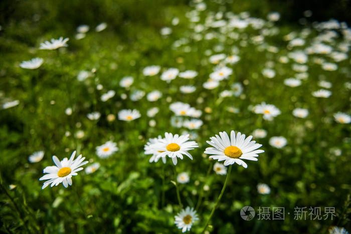 白色甘菊花照片-正版商用图片0d1e11-摄图新视界