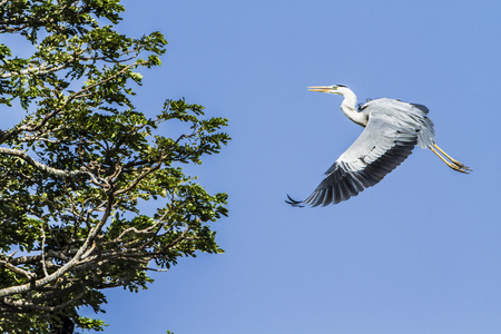 苍鹭在斯里兰卡蒂勒博勒湖