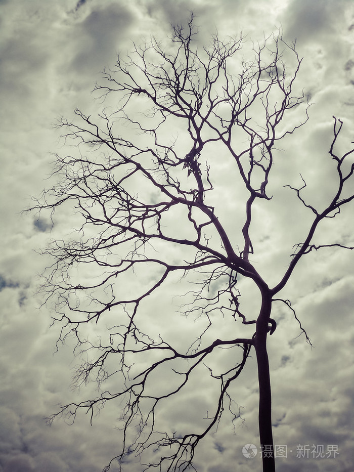 干枯的树枝