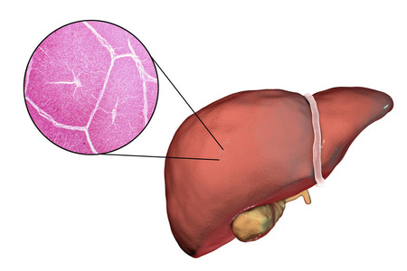 肝的插图和显微图像