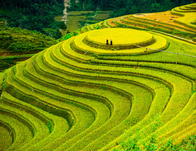 稻田上的梯田的木仓柴，Yenbai，越南。稻田准备收获在西北越南