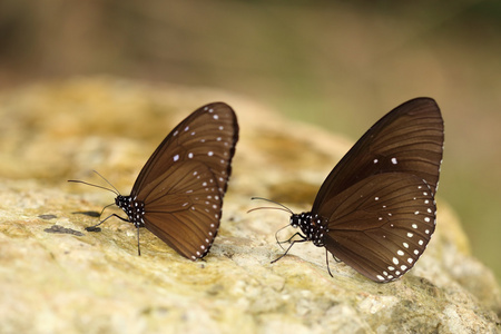 常见的印度乌鸦蝴蝶Euploea核心Lucus