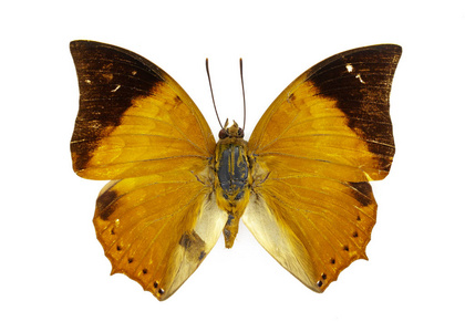 茶色王公蝴蝶 charaxes fabius 上白色高建群的形象照片