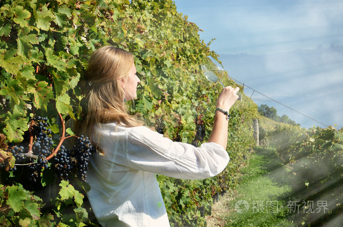 品尝白葡萄酒在葡萄园中的女孩