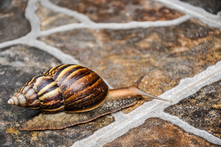 蜗牛在瓷砖地板上, 缓慢的生活观念, Lissachatina 螺是一个属于 Achatinidae 家族的大型土地蜗牛。它也被