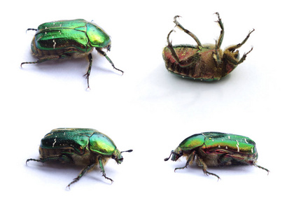 设置的四个绿色甲虫。白色背景上孤立的金龟子玫瑰 cetonia 子