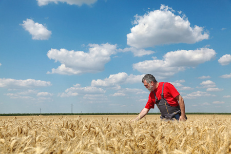 La scne agricole, agriculteur ou agronome inspecter le champ de