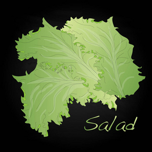 叶新鲜绿色生菜沙拉