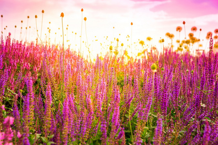 野粉色花田照片