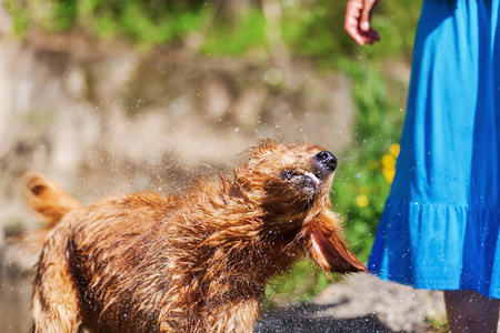 湿的毛皮金毛狗抖动湿的毛皮照片