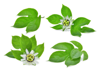 百香果背景绿色的叶子的孤立的白色背景上的百香果照片