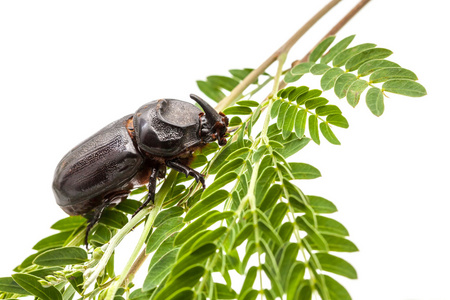 犀牛甲虫在树枝上