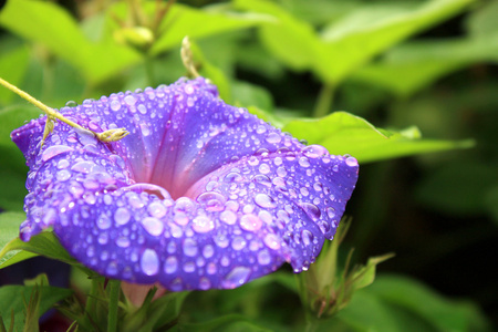 牵牛花花用滴