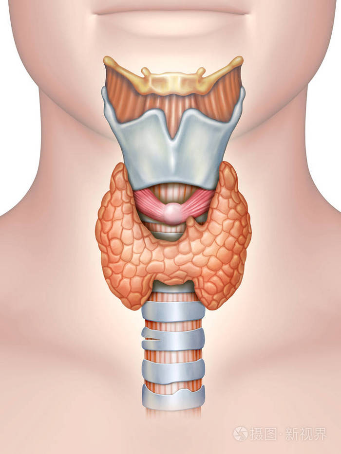 甲状腺微细结构图图片