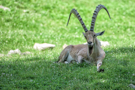 鹿野山羊长角羊 Steinbock