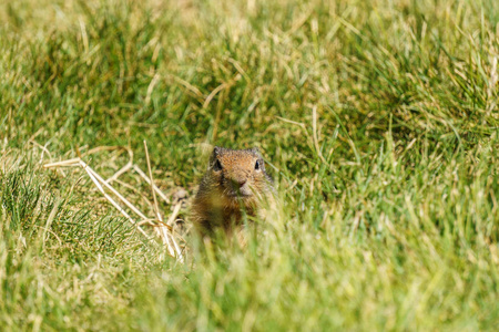 欧洲茂盛 gopher 或地面松鼠在外面荒野