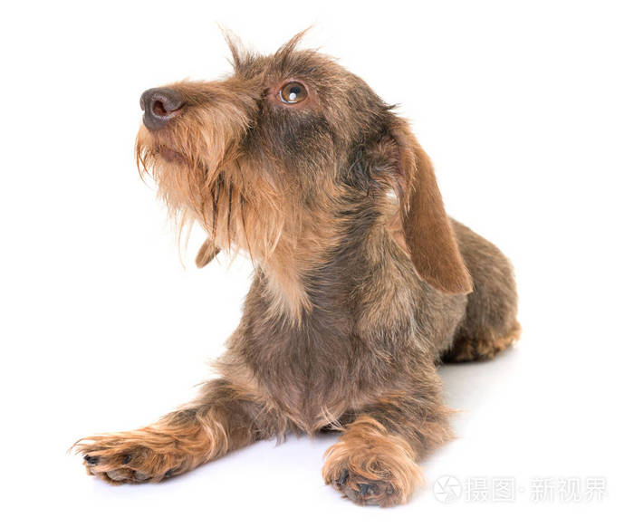 kaninchen刚毛腊肠