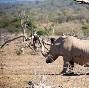 在南非野生动物保护区和犀牛图片