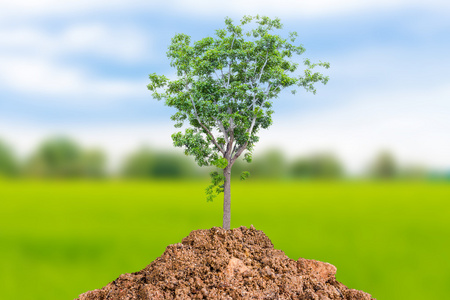 植物，树拯救世界