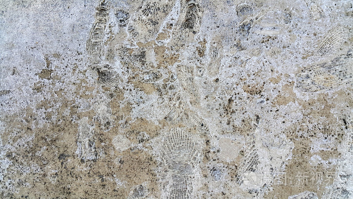 化石的石头纹理照片-正版商用图片0d2slu-摄图新视界