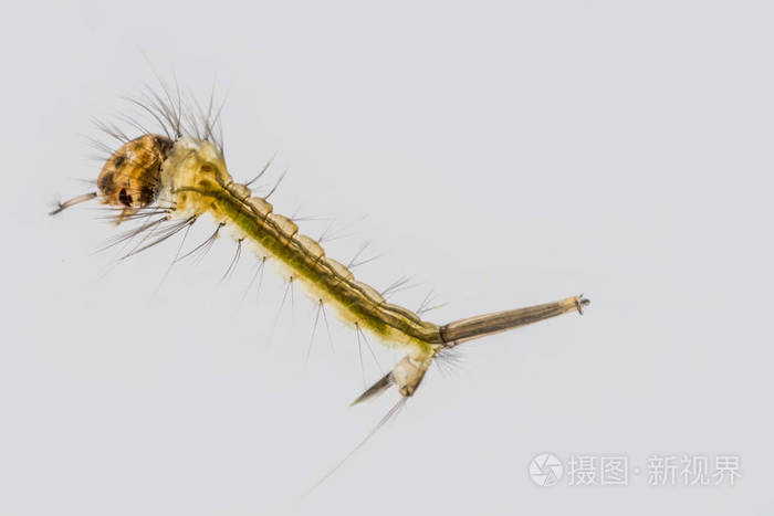 蚊子幼虫的宏