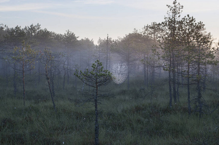 神秘的迷雾森林
