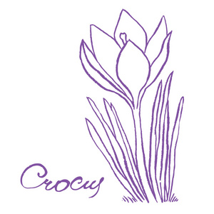 crocuse 与花叶子