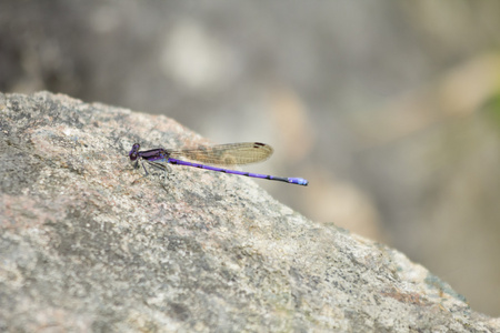 紫色蜻蜓岩石
