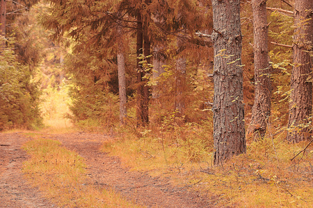 秋天的树林中的路径