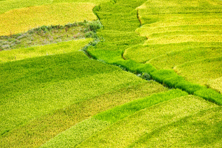 越南水稻梯田
