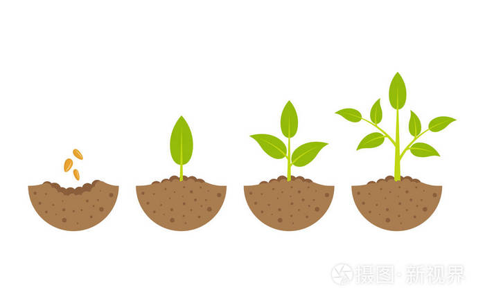 在过程中生长的植物.白色背景上插画-正版商用图片0d36f5-摄图新视界