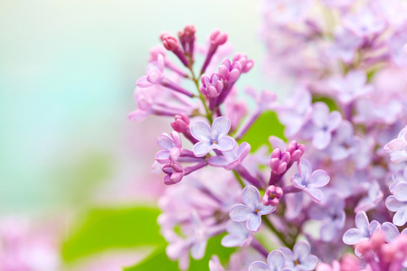 丁香花关门