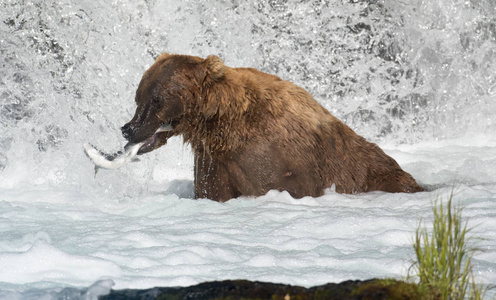 阿拉斯加棕熊捕鲑鱼