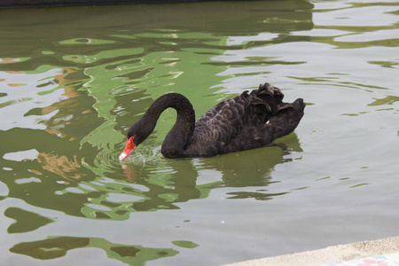 在一个池塘上的黑天鹅图片