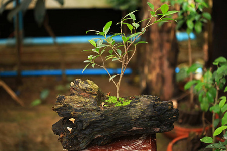 植物和苔藓植物在锅