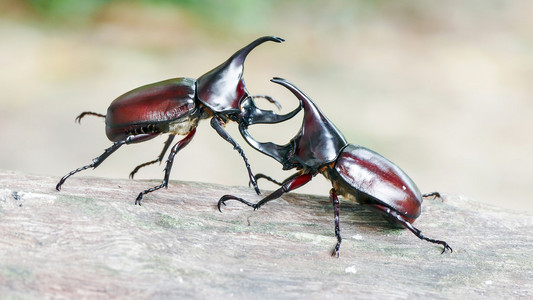十大最强甲虫图片