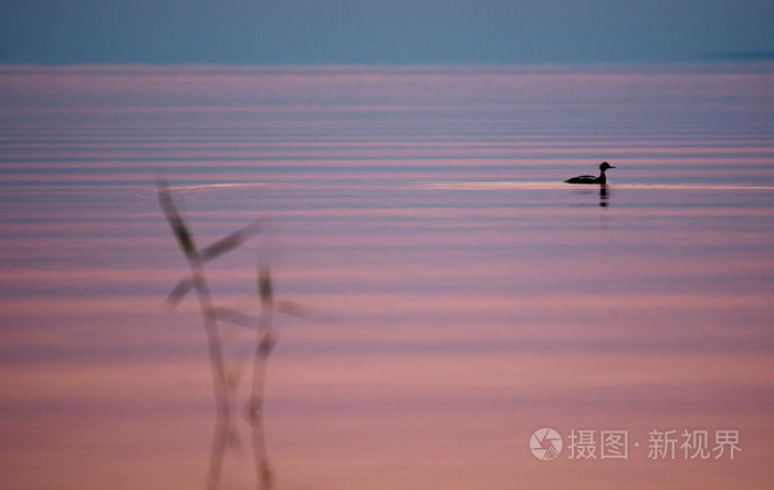 芦苇和鸭在平静的水面，在夕阳中