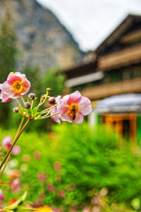 瑞士伯尔尼劳特布龙嫩山谷的粉红花园花卉