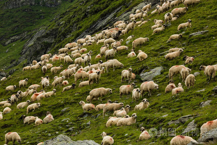 羊在山上的草地上罗马尼亚transfagarasan山上美丽的自然景观